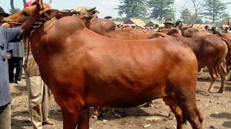 Cara memilih Sapi Potong yang baik