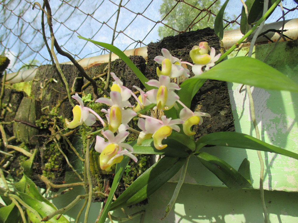Anggrek Aerides Odorata