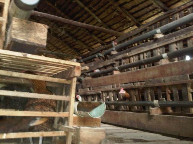 Flu Burung atau Avian Influenza dan Perkembangannya