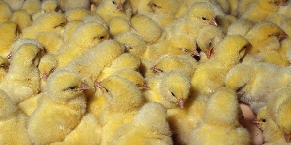 Memilih Bibit Ayam Unggul