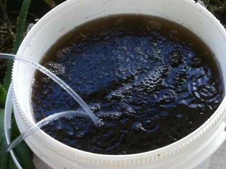 Pembuatan pupuk organik cair dari rumen sapi menggunakan EM4 dan bahan organik lainnya