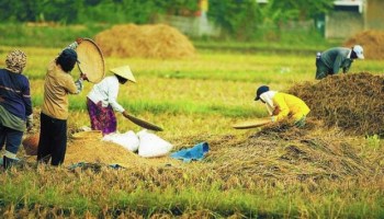 Metode Terbaik Penyimpanan Benih Padi