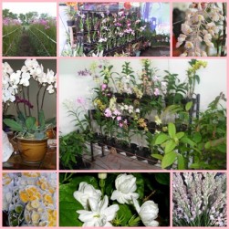 MENINGKATKAN DAYA SAING FLORIKULTURA MENYONGSONG MEA