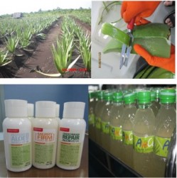 LIDAH BUAYA PONTIANAK, PROSPEK DAN PELUANG AGRIBISNIS