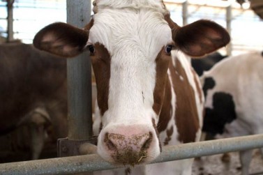 Musim Hujan dan Efeknya terhadap hewan sapi ternak