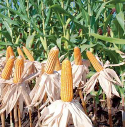 Mengenal Jagung di Indonesia