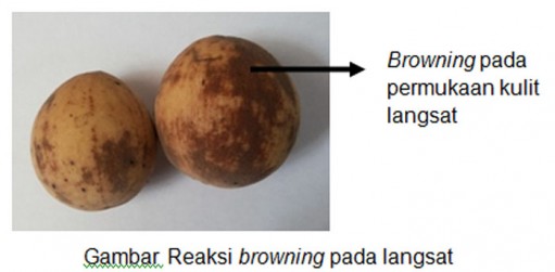 Penyebab Dan Pencegahan Browning Pada Langsat  (Lansium domesticum)