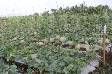 Pengembangan Kawasan Hortikultura