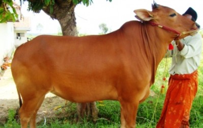 UPSUS SIWAB: Upaya Pemerintah Meningkatkan Ketahanan Pangan Negara Melalui Peningkatan Populasi Dan Ketersediaan Daging Sapi Dan Kerbau