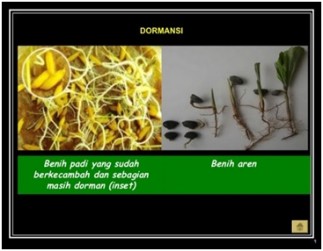 TEKNIK PEMATAHAN DORMANSI PADA BENIH PADI