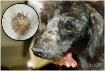 SCABIES