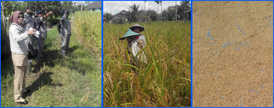 UPAYA KHUSUS (UPSUS) PERCEPATAN SWASEMBADA PANGAN  UNTUK KOMODITI PADI DI KOTA PONTIANAK TAHUN 2015