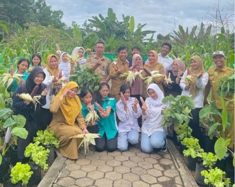 Panen Hasil Uji Coba Jagung Ketan Lilac 22F1