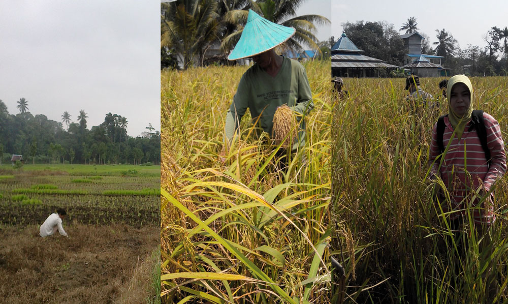 Luas Lahan Padi Kota Pontianak 2014