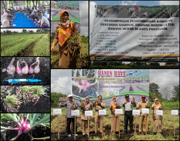 PANEN BAWANG MERAH TAHUN 2016