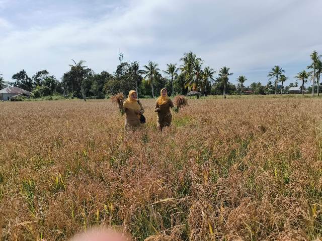 Demfarm Perbenihan Padi Tonggak Awal Program Perbenihan di Kota Pontianak Menuju Kemandirian Benih