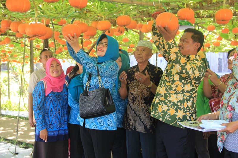 PANEN PERDANA DESA MODEL TAHUN 2017