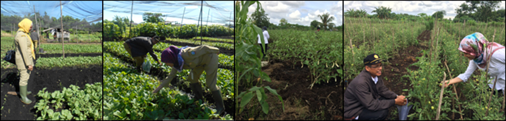 PENGAWASAN CEMARAN RESIDU PESTISIDA PADA SAYURAN  DI KOTA PONTIANAK