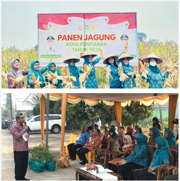 Panen Jagung Perdana di Pontianak Utara  Dukung Swasembada Pangan Berkelanjutan