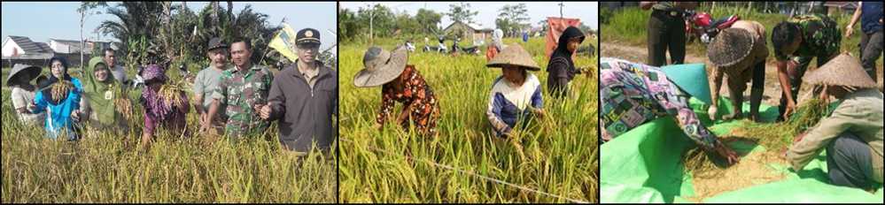 UBINAN PADI MUSIM TANAM GADU 2016