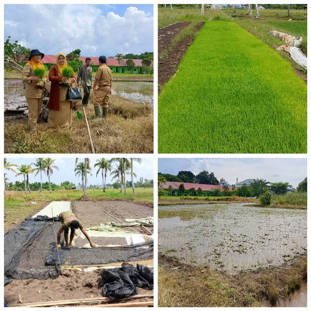 PENGEMBANGAN PERBENIHAN MELALUI DEMFARM PERBENIHAN PADI