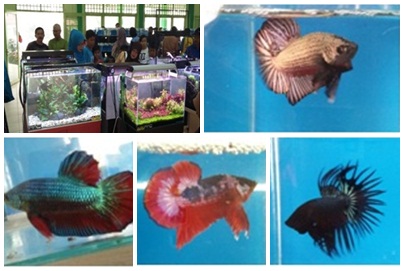 KONTES DAN PAMERAN IKAN CUPANG HIAS