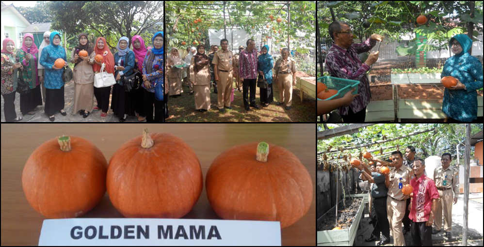 PANEN GOLDEN MAMA KOTA PONTIANAK