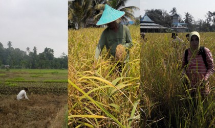Luas Lahan Padi Kota Pontianak 2014