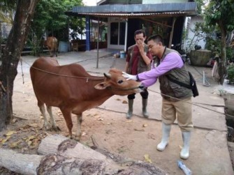 JUMLAH PEMOTONGAN HEWAN QURBAN DI KOTA PONTIANAK TAHUN 2018 MENINGKAT, HASIL PENGAWASAN AMAN DAN LAYAK UNTUK DIKONSUMSI 