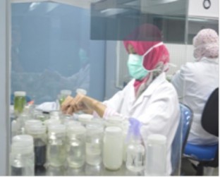 TEKNIK KULTUR JARINGAN, ALTERNATIF UPTD AGRIBISNIS MELESTARIKAN ANGGREK HITAM (Ceologyne pandurata)