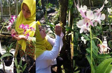 UPTD AGRIBISNIS MENGEMBANGAN TANAMAN ANGGREK MELALUI TEKNIK PERSILANGAN MEKANIS