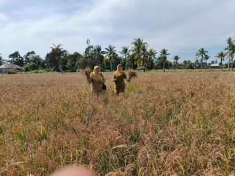 Demfarm Perbenihan Padi Tonggak Awal Program Perbenihan di Kota Pontianak Menuju Kemandirian Benih