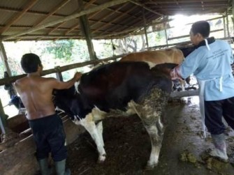 PELAYANAN TERPADU PENGOBATAN DAN  PEMERIKSAAN GANGGUAN REPRODUKSI PADA TERNAK 