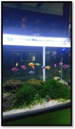 MEMPERKENALKAN WISATA IKAN HIAS DI KOTA PONTIANAK