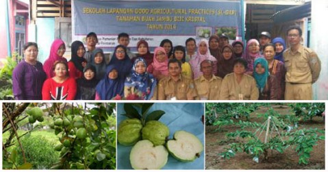Sekolah Lapang GAP Jambu Biji Kristal Kel. Batu Layang Kecamatan Pontianak Utara