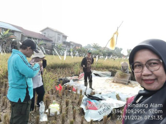 Produktifitas Melonjak! Panen Padi di Kota Pontianak Capai 6,9 Ton/Ha