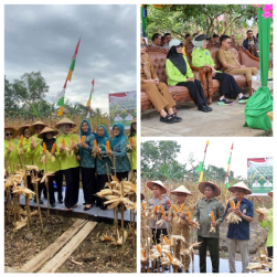 Dinas Pangan Pertanian dan Perikanan Kota Pontianak Sukses Gelar Gerakan Panen Jagung di Pontianak Utara