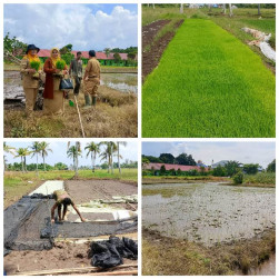 PENGEMBANGAN PERBENIHAN MELALUI DEMFARM PERBENIHAN PADI