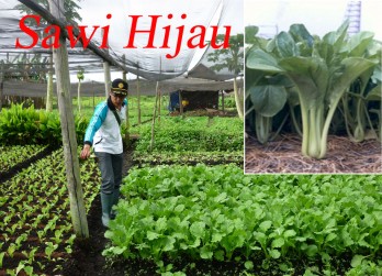 Pengaruh Inflasi Terhadap Budidaya Sayur-sayuran